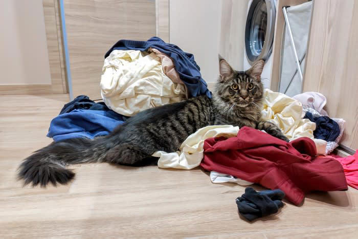1.飼い主さんのニオイ, 2.ふかふか＆温かい心地よさ, 3.自分のものにした縄張り意識, 4.飼い主さんに注目してもらいたい