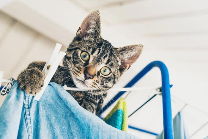 1.飼い主さんのニオイ, 2.ふかふか＆温かい心地よさ, 3.自分のものにした縄張り意識, 4.飼い主さんに注目してもらいたい