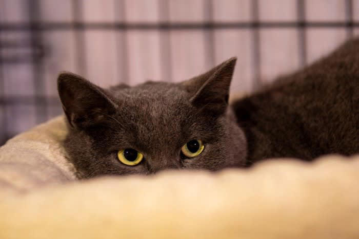 猫に付けてはいけないNGな名前6選, 1.叱り言葉・ネガティブな意味を持つ名前, 2.差別的・下品・社会的にアウトな名前, 3.長すぎる・発音しにくい名前, 4.日常会話・紛らわしい名前, 5.他人への配慮を欠く人名, 6.将来後悔しそうな「ネタ名前」, 後悔しないための名付けのコツ, 呼びやすく、猫が反応しやすい音を意識する, 性格や見た目、その子の“らしさ”をヒントに, 飼い主が自然に優しい声で呼べる名前を