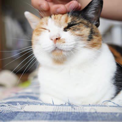 猫に付けてはいけないNGな名前6選, 1.叱り言葉・ネガティブな意味を持つ名前, 2.差別的・下品・社会的にアウトな名前, 3.長すぎる・発音しにくい名前, 4.日常会話・紛らわしい名前, 5.他人への配慮を欠く人名, 6.将来後悔しそうな「ネタ名前」, 後悔しないための名付けのコツ, 呼びやすく、猫が反応しやすい音を意識する, 性格や見た目、その子の“らしさ”をヒントに, 飼い主が自然に優しい声で呼べる名前を