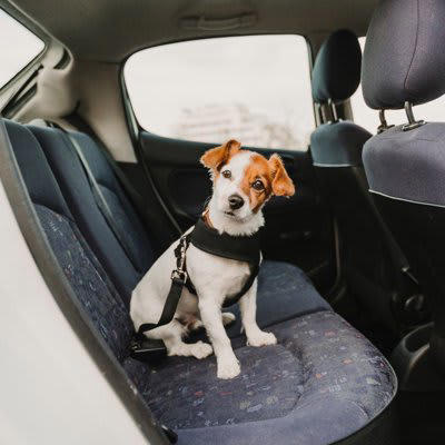 危険！犬を車内放置してはいけない理由, 車内を壊してしまうリスク, 誘拐やイタズラのリスク, 安全第一！愛犬と出かけるときの注意点, 犬OKの場所を調べておく, 留守番係をつくる, 「どうしても」の場合は天候に応じてごく短時間で！