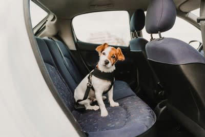 危険！犬を車内放置してはいけない理由, 車内を壊してしまうリスク, 誘拐やイタズラのリスク, 安全第一！愛犬と出かけるときの注意点, 犬OKの場所を調べておく, 留守番係をつくる, 「どうしても」の場合は天候に応じてごく短時間で！