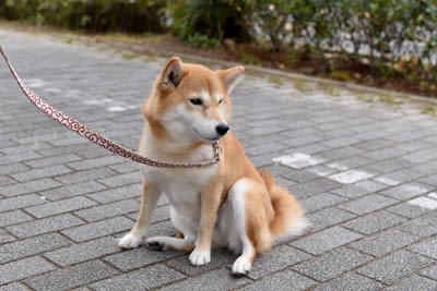 犬が「散歩中に座り込む」7つの心理, 1.怖いものがある, 2.行きたくない場所がある, 3.帰りたくない, 4.疲れた・休みたい, 5.体調不良や痛みがある, 7.ハーネスやリードが合っていない, スムーズに歩き出すための声かけと行動のコツ, こんな症状が出たら病院へ