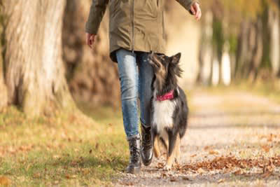 犬が「散歩中に座り込む」7つの心理, 1.怖いものがある, 2.行きたくない場所がある, 3.帰りたくない, 4.疲れた・休みたい, 5.体調不良や痛みがある, 7.ハーネスやリードが合っていない, スムーズに歩き出すための声かけと行動のコツ, こんな症状が出たら病院へ