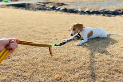 犬が「散歩中に座り込む」7つの心理, 1.怖いものがある, 2.行きたくない場所がある, 3.帰りたくない, 4.疲れた・休みたい, 5.体調不良や痛みがある, 7.ハーネスやリードが合っていない, スムーズに歩き出すための声かけと行動のコツ, こんな症状が出たら病院へ