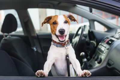 危険！犬を車内放置してはいけない理由, 車内を壊してしまうリスク, 誘拐やイタズラのリスク, 安全第一！愛犬と出かけるときの注意点, 犬OKの場所を調べておく, 留守番係をつくる, 「どうしても」の場合は天候に応じてごく短時間で！
