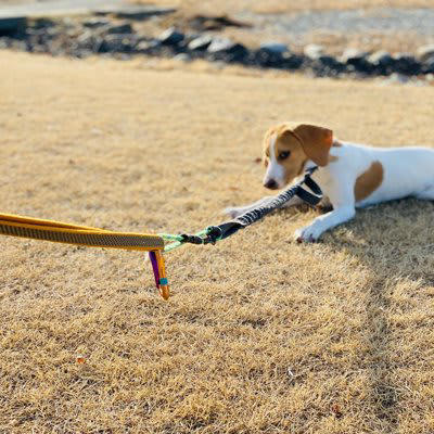 犬が「散歩中に座り込む」7つの心理, 1.怖いものがある, 2.行きたくない場所がある, 3.帰りたくない, 4.疲れた・休みたい, 5.体調不良や痛みがある, 7.ハーネスやリードが合っていない, スムーズに歩き出すための声かけと行動のコツ, こんな症状が出たら病院へ