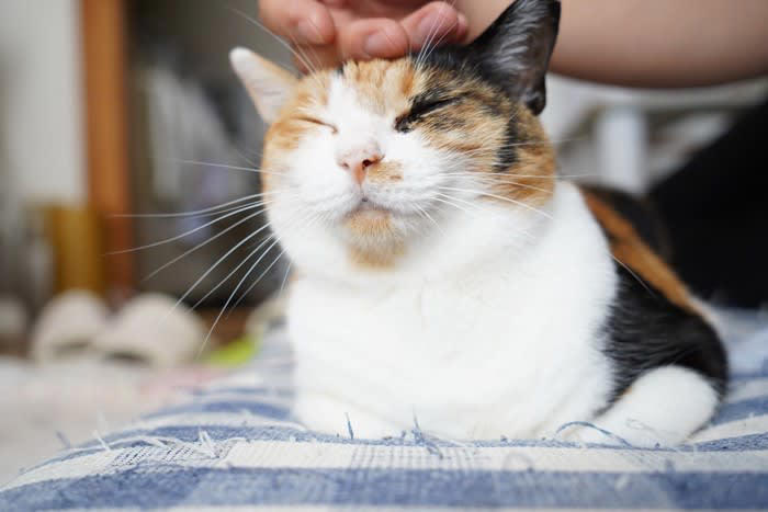 猫に付けてはいけないNGな名前6選, 1.叱り言葉・ネガティブな意味を持つ名前, 2.差別的・下品・社会的にアウトな名前, 3.長すぎる・発音しにくい名前, 4.日常会話・紛らわしい名前, 5.他人への配慮を欠く人名, 6.将来後悔しそうな「ネタ名前」, 後悔しないための名付けのコツ, 呼びやすく、猫が反応しやすい音を意識する, 性格や見た目、その子の“らしさ”をヒントに, 飼い主が自然に優しい声で呼べる名前を
