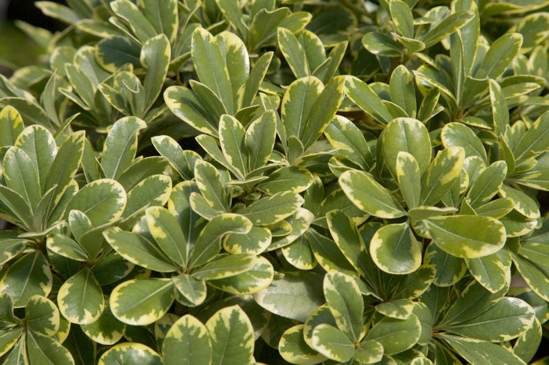 Mojo® Pittosporum, Twist of Pink™ Variegated Oleander, Romeo® Cleyera, 'Spider's Web' Fatsia, Hydrangea, Winter Daphne, Osmanthus