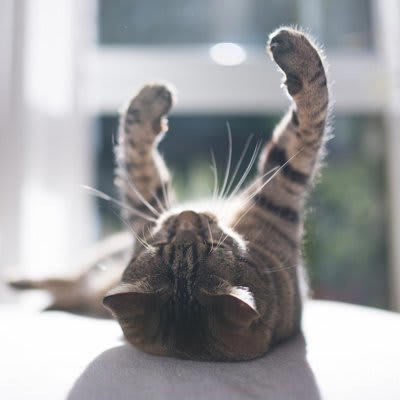 猫に日向ぼっこが欠かせない3つの理由, 1.体温の上昇と免疫力アップ, 2.リラックス効果, 3.体内時計と自律神経の調整, 日向ぼっこをさせる時の注意点