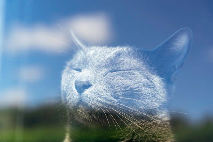 猫に日向ぼっこが欠かせない3つの理由, 1.体温の上昇と免疫力アップ, 2.リラックス効果, 3.体内時計と自律神経の調整, 日向ぼっこをさせる時の注意点