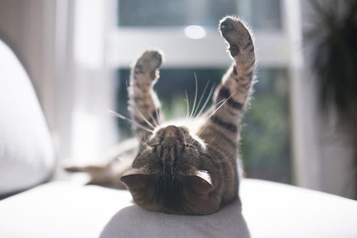 猫に日向ぼっこが欠かせない3つの理由, 1.体温の上昇と免疫力アップ, 2.リラックス効果, 3.体内時計と自律神経の調整, 日向ぼっこをさせる時の注意点