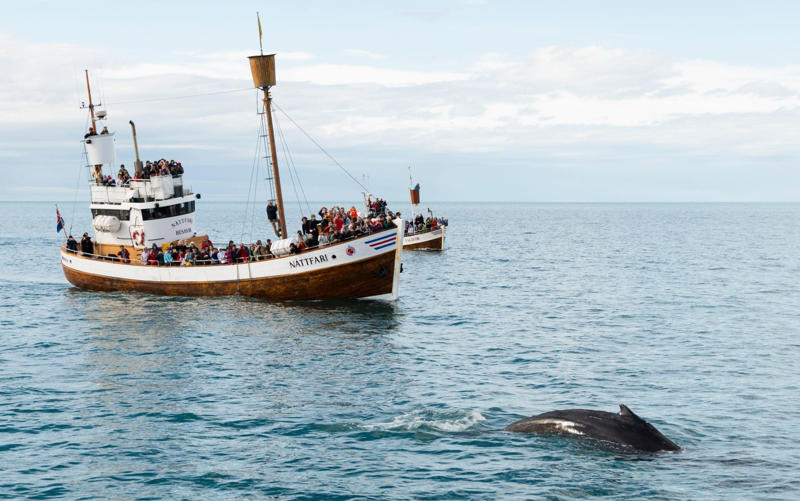 Find by activity type, Best for families, National Museum, Get to grips with Icelandic history, The Lava Centre, Experience fiery forces up close, Kayak on Jokulsarlon Lagoon, Paddle among floating icebergs, Krauma Baths, Dip into one of Europe’s most powerful hot springs, Horse riding in the wild east, Ride one of Iceland’s unique purebred horses, Best free things to do, Dyrholaey and Reynisfjara, Discover dramatic cliffs and black-sand shores, Latrabjarg Cliffs, Enjoy Europe’s largest seabird colony, Pingvellir National Park, Step (or snorkel) across continents, Visit Seljalandsfoss (and Skogafoss), Walk right behind a waterfall, Best for adrenaline-seekers, Katla Ice Cave, Look inside a living glacier, Explore Vatnajokull glacier, Traverse the country’s largest ice cap, Vatnshellir Lava Cave, Descend into ancient volcanic tunnels, Whale spotting in Husavik, Meet the gentle giants of the northern coast, Westman Islands (Vestmannaeyjar), Climb a volcano and get up close to puffins, Best hiking routes, Snaefellsnes Peninsula, Volcanoes, lava fields and coastal cliffs, Hornstrandir, Get off the beaten path, Hike the Interior, Experience some of the country’s most remote landscapes, Myvatn lake, Hike through otherworldly terrain, Asbyrgi glacial canyon, Discover a horseshoe-shaped wonder, Borgarfjoerdur eystri, Spot puffins and elf rocks, How we choose, About our expert, Paul Sullivan