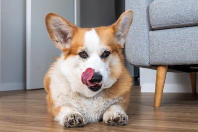 犬が「精神的に疲れてる」ときにみせる行動6選, 1.体を舐め続ける, 2.あくびをする、口をペロペロする, 3.体を震わせる、耳を後ろに倒す, 4.しっぽを丸め込む, 5.吠える、唸るなどの攻撃行動, 6.隠れる、動かない, 犬がストレスを感じる原因, 飼い主にできる対処法や心のケア