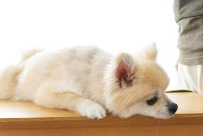 犬が「精神的に疲れてる」ときにみせる行動6選, 1.体を舐め続ける, 2.あくびをする、口をペロペロする, 3.体を震わせる、耳を後ろに倒す, 4.しっぽを丸め込む, 5.吠える、唸るなどの攻撃行動, 6.隠れる、動かない, 犬がストレスを感じる原因, 飼い主にできる対処法や心のケア