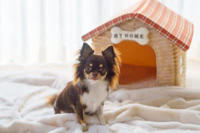犬が「精神的に疲れてる」ときにみせる行動6選, 1.体を舐め続ける, 2.あくびをする、口をペロペロする, 3.体を震わせる、耳を後ろに倒す, 4.しっぽを丸め込む, 5.吠える、唸るなどの攻撃行動, 6.隠れる、動かない, 犬がストレスを感じる原因, 飼い主にできる対処法や心のケア