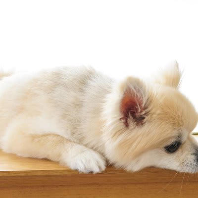 犬が「精神的に疲れてる」ときにみせる行動6選, 1.体を舐め続ける, 2.あくびをする、口をペロペロする, 3.体を震わせる、耳を後ろに倒す, 4.しっぽを丸め込む, 5.吠える、唸るなどの攻撃行動, 6.隠れる、動かない, 犬がストレスを感じる原因, 飼い主にできる対処法や心のケア