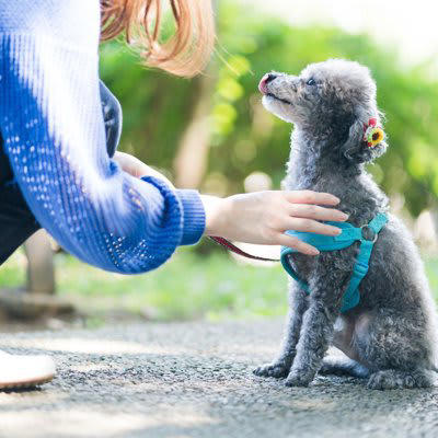 犬に配慮した叱り方, 1.感情的にならないこと, 2.最中または直後に叱ること, 3.罰を与えないこと, 4.失敗させない環境づくりをすること, 5.名前を呼ばないこと, 逆効果となる怒り方, お留守番中のイタズラを注意すること
