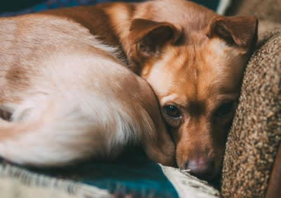 犬が『嫉妬』しているときにみせる行動５選, 1.間に割り込む, 2.ぐいぐいと手や足を引っ張る, 3.頭や顔を強引に押しつける, 5.気を引くような行動をとる, ヤキモチによる注意すべき態度とは