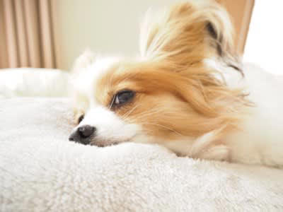 犬が『嫉妬』しているときにみせる行動５選, 1.間に割り込む, 2.ぐいぐいと手や足を引っ張る, 3.頭や顔を強引に押しつける, 5.気を引くような行動をとる, ヤキモチによる注意すべき態度とは