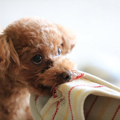 犬が『嫉妬』しているときにみせる行動５選, 1.間に割り込む, 2.ぐいぐいと手や足を引っ張る, 3.頭や顔を強引に押しつける, 5.気を引くような行動をとる, ヤキモチによる注意すべき態度とは