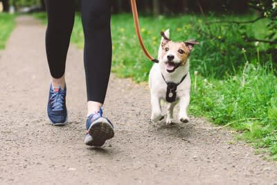 犬の睡眠の質が悪くなっているときのサイン, 1.あくびが増える, 2.落ち着きがなくなり集中力がなくなる, 3.活動性が落ちる, 4.食欲が落ちる, 5.問題行動が増える, 寝不足がもたらす愛犬への悪影響, 寝てばかりいる悪循環から抜け出せなくなる, 免疫力が低下し体調を崩しやすくなる, 愛犬の睡眠の質を改善するための対処法, 寝心地の良い寝床を整える, 規則正しい生活リズムを作る, 昼間に適度な運動をさせる, 解決が難しい場合は動物病院に相談する