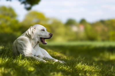 犬の睡眠の質が悪くなっているときのサイン, 1.あくびが増える, 2.落ち着きがなくなり集中力がなくなる, 3.活動性が落ちる, 4.食欲が落ちる, 5.問題行動が増える, 寝不足がもたらす愛犬への悪影響, 寝てばかりいる悪循環から抜け出せなくなる, 免疫力が低下し体調を崩しやすくなる, 愛犬の睡眠の質を改善するための対処法, 寝心地の良い寝床を整える, 規則正しい生活リズムを作る, 昼間に適度な運動をさせる, 解決が難しい場合は動物病院に相談する