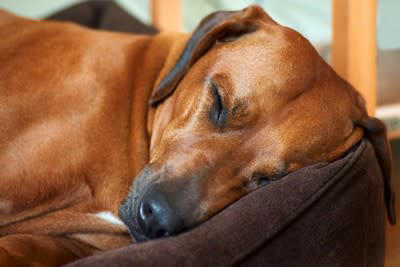 犬の睡眠の質が悪くなっているときのサイン, 1.あくびが増える, 2.落ち着きがなくなり集中力がなくなる, 3.活動性が落ちる, 4.食欲が落ちる, 5.問題行動が増える, 寝不足がもたらす愛犬への悪影響, 寝てばかりいる悪循環から抜け出せなくなる, 免疫力が低下し体調を崩しやすくなる, 愛犬の睡眠の質を改善するための対処法, 寝心地の良い寝床を整える, 規則正しい生活リズムを作る, 昼間に適度な運動をさせる, 解決が難しい場合は動物病院に相談する