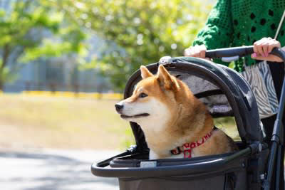 犬を最優先にしすぎることで起こるリスク, 1.人間関係のバランスが崩れてしまうこと, 2.飼い主への依存心が強くなりすぎてしまうこと, 3.健康管理がおろそかになること, 飼い主が陥りやすい状況と対策