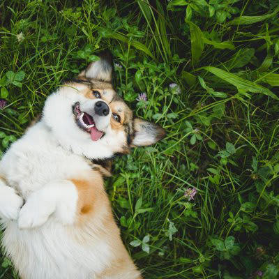 犬が感じる日常の幸せ, 大好きなひとに会えた, 飼い主さんと目が合った, 飼い主さんがそばにいる, 幸福感が高いときの仕草, リラックスした体勢で寝る, しっぽを振って耳を倒す