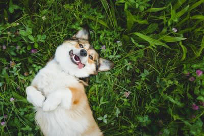 犬が感じる日常の幸せ, 大好きなひとに会えた, 飼い主さんと目が合った, 飼い主さんがそばにいる, 幸福感が高いときの仕草, リラックスした体勢で寝る, しっぽを振って耳を倒す