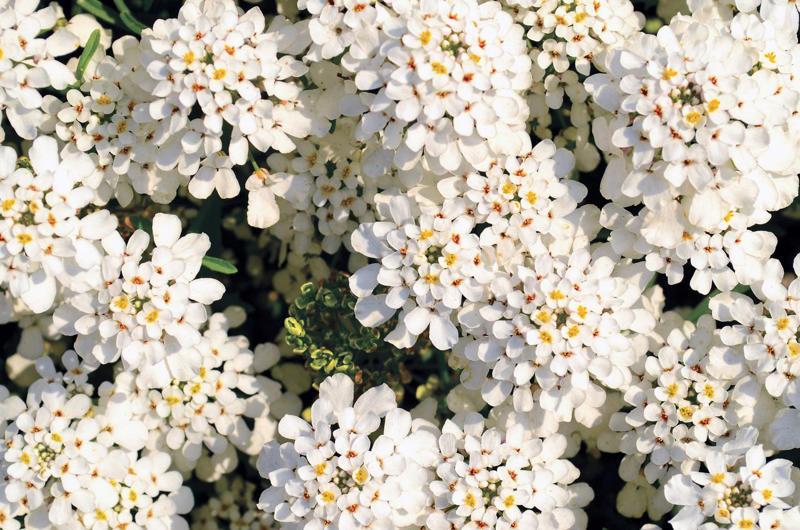 Creeping Phlox, Candytuft, Trailing Lobelia, Creeping Jenny, Purple Rock Cress, Dichondra Silver Falls, Creeping Thyme, Vinca Vine, New Dawn Rose, Lemon Coral Sedum