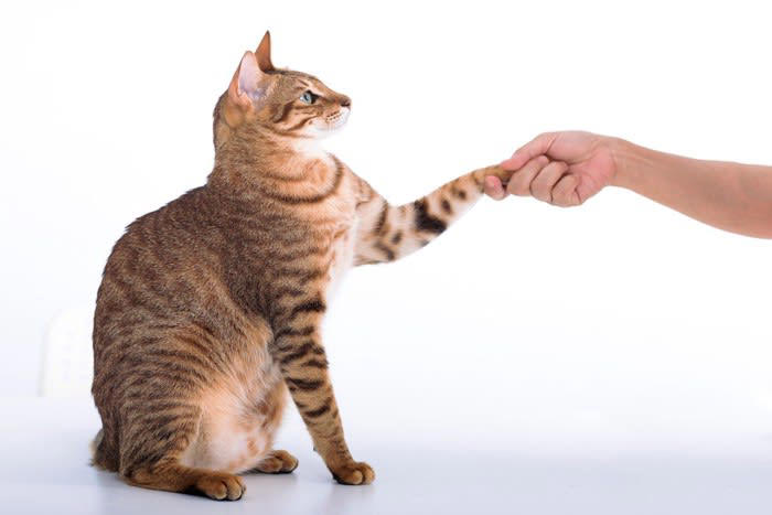 猫が嫌がっているときの5つのサイン, 1.近づくとさりげなく逃げる, 2.触られることをやんわりと拒否, 3.警戒した眼差しで見てくる, 4.甘えコミュニケーションの減少, 5.攻撃的な態度, 猫の気持ちを理解して仲直りをするコツ