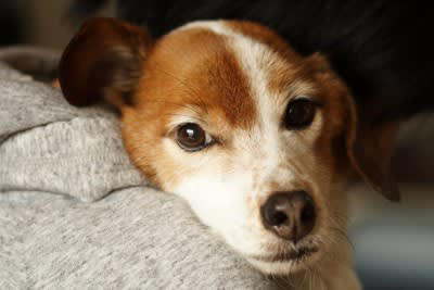 犬が突然飼い主に甘えだす理由3つ, 1.伝えたいことや要求がある, 2.不安を感じている, 3.体調に異変が起きている, 犬が甘え出したときに注意すべきこと