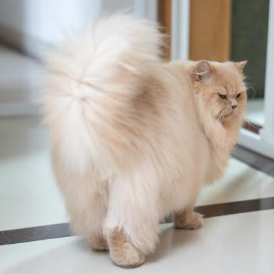 猫が嫌がっているときの5つのサイン, 1.近づくとさりげなく逃げる, 2.触られることをやんわりと拒否, 3.警戒した眼差しで見てくる, 4.甘えコミュニケーションの減少, 5.攻撃的な態度, 猫の気持ちを理解して仲直りをするコツ