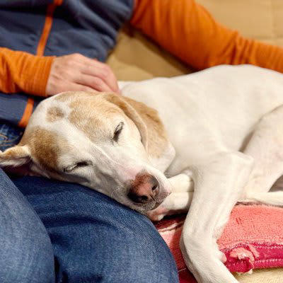 犬が突然飼い主に甘えだす理由3つ, 1.伝えたいことや要求がある, 2.不安を感じている, 3.体調に異変が起きている, 犬が甘え出したときに注意すべきこと