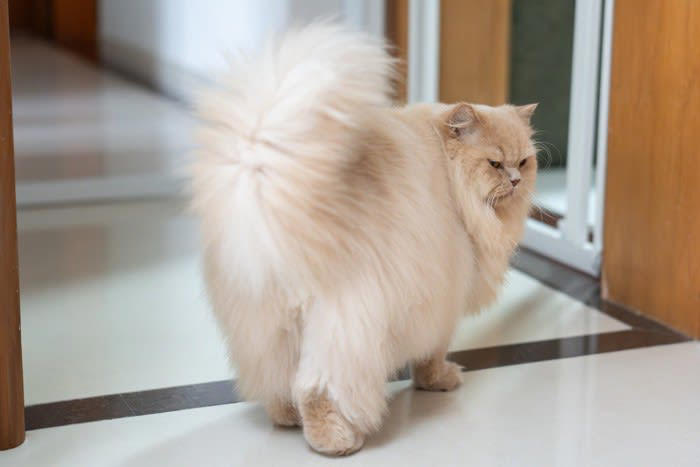 猫が嫌がっているときの5つのサイン, 1.近づくとさりげなく逃げる, 2.触られることをやんわりと拒否, 3.警戒した眼差しで見てくる, 4.甘えコミュニケーションの減少, 5.攻撃的な態度, 猫の気持ちを理解して仲直りをするコツ