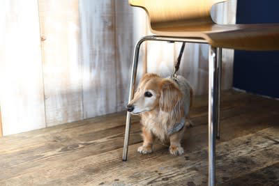 犬が家具の下に潜り込む心理4つ, 1.安全な場所を確保するため, 2.不安や恐怖から逃れるため, 3.リラックスしたい, 4.体温調節のため, 犬がテーブルなどの下に隠れる行動への対策, 安心できる場所を作る, 環境ストレスを減らす, 声がけをして誘導する