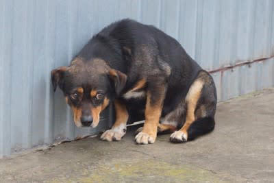 犬のプライドが傷つく絶対NG行動, 1.威圧的な態度で厳しく叱りつけること, 2.他犬と比較して愛犬の評価を下げること, 3.冷たい態度で接したり無視をしたりすること, 4.失敗を叱ったり笑ったりすること, 犬のプライドを傷つけないための適切な接し方