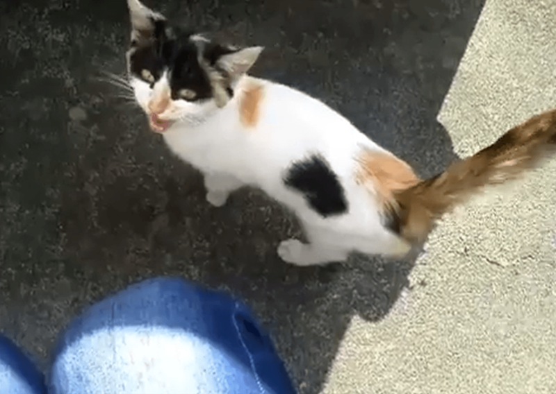 仕事後に植え込みの中から出てきた子猫を保護！, 性格は正反対！2匹の愛猫と築いた“かけがえのない思い出”, 食欲不振から愛猫の“心臓病”が判明して…, 心臓病の発覚から、わずか2カ月で天国へ, ペットロス後の苦しみを癒してくれたのは先住猫や新たな出会いだった