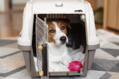 犬が家具の下に潜り込む心理4つ, 1.安全な場所を確保するため, 2.不安や恐怖から逃れるため, 3.リラックスしたい, 4.体温調節のため, 犬がテーブルなどの下に隠れる行動への対策, 安心できる場所を作る, 環境ストレスを減らす, 声がけをして誘導する