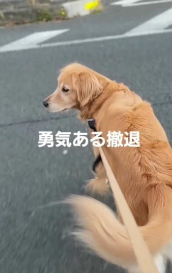 「パパ、あれだけは無理！」立ち止まったまま一歩も動かず…, 実は“ビビリマン”なこうたくん　日常にも驚きポイントがたくさん, 「我が家のワンコも同じ」共感コメントが続々, もうすぐ5歳　“ビビリ”も含めて、愛おしい個性