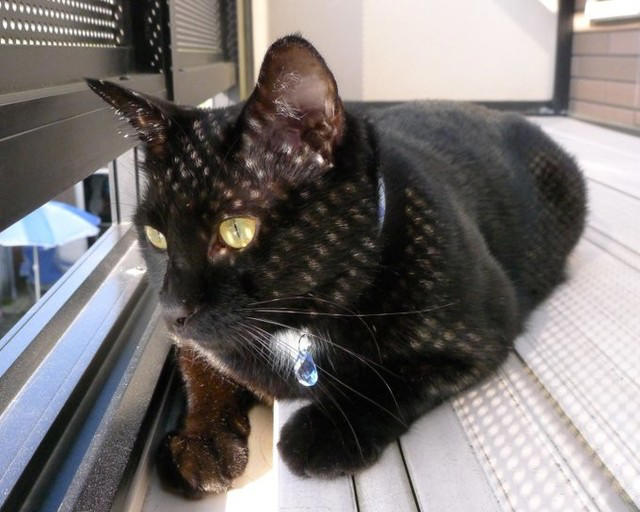 仕事後に植え込みの中から出てきた子猫を保護！, 性格は正反対！2匹の愛猫と築いた“かけがえのない思い出”, 食欲不振から愛猫の“心臓病”が判明して…, 心臓病の発覚から、わずか2カ月で天国へ, ペットロス後の苦しみを癒してくれたのは先住猫や新たな出会いだった