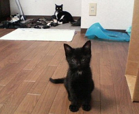 仕事後に植え込みの中から出てきた子猫を保護！, 性格は正反対！2匹の愛猫と築いた“かけがえのない思い出”, 食欲不振から愛猫の“心臓病”が判明して…, 心臓病の発覚から、わずか2カ月で天国へ, ペットロス後の苦しみを癒してくれたのは先住猫や新たな出会いだった