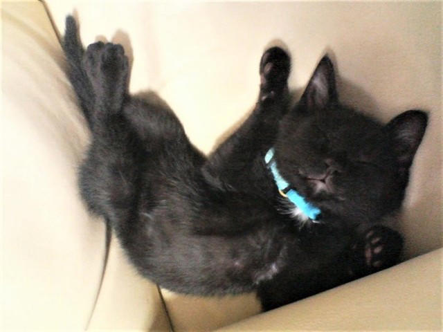 仕事後に植え込みの中から出てきた子猫を保護！, 性格は正反対！2匹の愛猫と築いた“かけがえのない思い出”, 食欲不振から愛猫の“心臓病”が判明して…, 心臓病の発覚から、わずか2カ月で天国へ, ペットロス後の苦しみを癒してくれたのは先住猫や新たな出会いだった