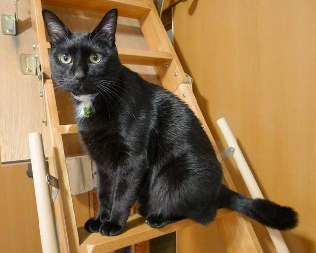 仕事後に植え込みの中から出てきた子猫を保護！, 性格は正反対！2匹の愛猫と築いた“かけがえのない思い出”, 食欲不振から愛猫の“心臓病”が判明して…, 心臓病の発覚から、わずか2カ月で天国へ, ペットロス後の苦しみを癒してくれたのは先住猫や新たな出会いだった