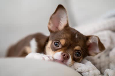 犬を飼うのに向かない人に見られる共通点5選, 1.経済的に余裕がない人, 2.感情的になりやすい人, 3.犬との時間が取れない人, 4.室内を汚されるのが嫌な人, 5.体力がない人, 犬を迎えるための心構え