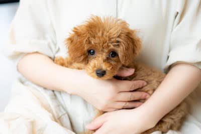 犬を飼うのに向かない人に見られる共通点5選, 1.経済的に余裕がない人, 2.感情的になりやすい人, 3.犬との時間が取れない人, 4.室内を汚されるのが嫌な人, 5.体力がない人, 犬を迎えるための心構え