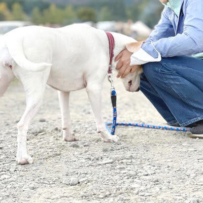 犬が『頭をぶつけてくる』理由5選, 2.かまってほしい, 3.興奮している, 4.不安などの強いストレス, 5.頭部に違和感がある, 犬が頭をぶつけてきたときの正しい対応