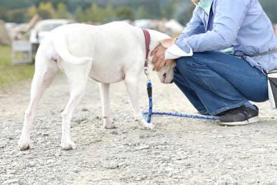 犬が『頭をぶつけてくる』理由5選, 2.かまってほしい, 3.興奮している, 4.不安などの強いストレス, 5.頭部に違和感がある, 犬が頭をぶつけてきたときの正しい対応